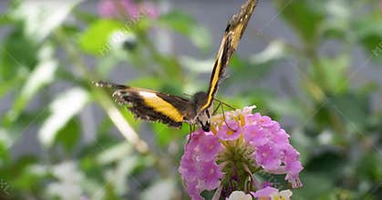 Yellow butterfly on pink flower