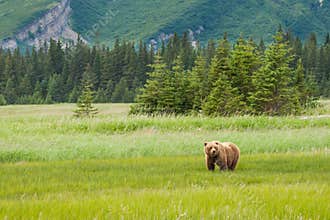 Alaskan Brown Bear