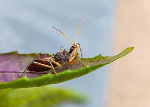 An assassin bug, a voracious insect eater, sits on a leaf