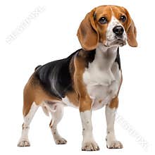 Beagle dog standing transparent background