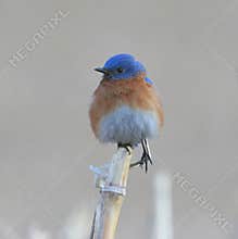 Eastern Bluebird on Cornstalk