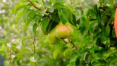 A farmer processes apples and pears in the orchard. Selective focus.