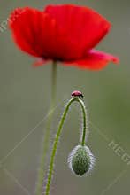 Ladybug on the poppy bud