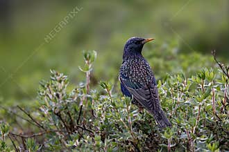 European starling