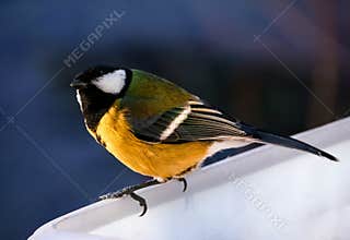 Titmouse close-up on the feeder. Bird in natural habitat. Bright feathers. Winter animals