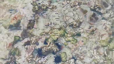 Long spined sea urchin urchins corals rocks clear water Mexico