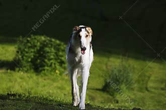 Borzoi russian sight-hound in action