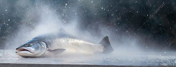 Fresh frozen salmon fish lies in a plastic transport box, ready for shipping. Detail and freshness of seafood