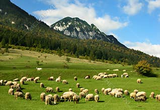 Romanian sheep husbandry, Carpathian mountains