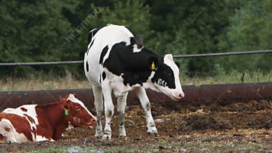 Blackandwhite cows in a rustic farmyard, surrounded by green fields and wooden fences