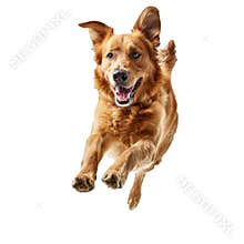 Joyful dog leaping on transparent background