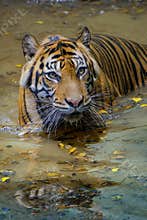 Sumatran tiger is cooling its body temperature in the water