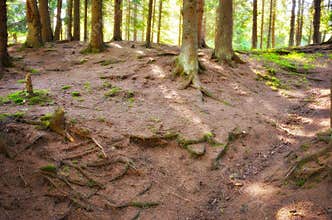 Fir forest details