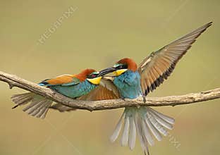 Beautiful couple of colorful European bee-eaters, Merops apiaster, in courtship behavior.