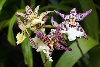 The yellow, dark purple and freckled Oncostele Wildcat orchids