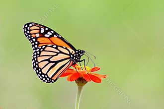 Monarch butterfly