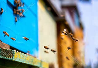 Honeybees flying entering beehive