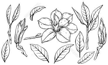 Black and white set of magnolia flowers, leaves and buds. Handmade graphics