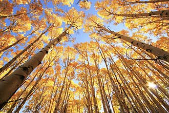 Aspen trees with fall color, San Juan National Forest, Colorado