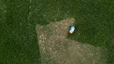 Zoom out overhead Asian female farmer working hard in a large rice plantation rural area of Vietnam