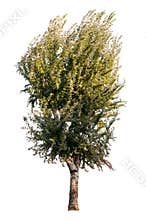 Tree on White Background