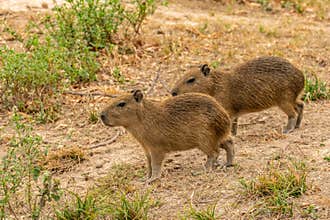 A herd of capybara crossing