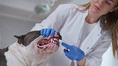 A vet examines a dogs dental health, showing pet care techniques