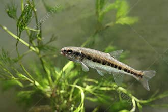 Minnow, Phoxinus Phoxinus