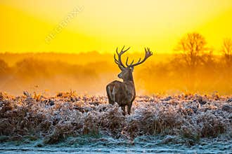 Red Deer in Morning Sun