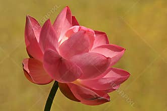 Lotus Flower w/Golden Bkgd