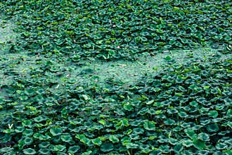 The scenery of China\'s Changchun Jingyuetan National Forest Park with blooming lotus