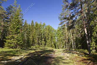 A forest edge, sunlit with spruce and pine trees
