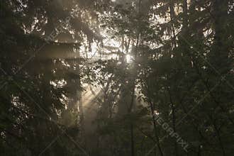 Forest background with visible rays of sunshine