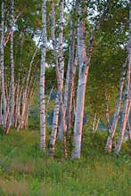 White Birch Trees at Sunrise