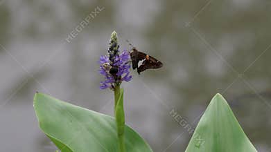 Butterfly and bee pollinate flower