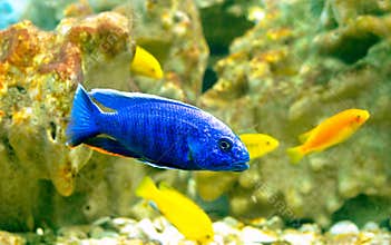 Sea fishes
