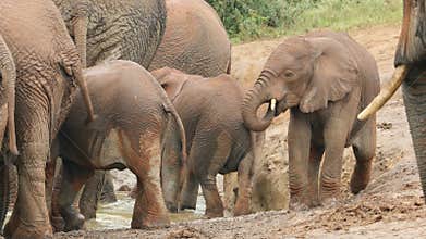 Playful African elephant calves, Addo Elephant National Park, South Africa
