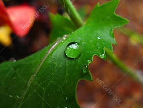 Raindrop on hibiscus leaf