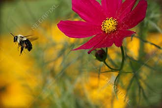 Bee Still