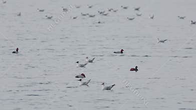 Many river gulls hunt fish in lakes, rivers, and canals. Seagulls fly over