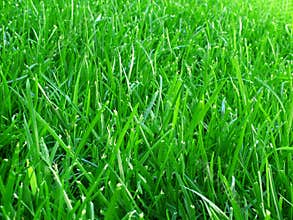 Grass