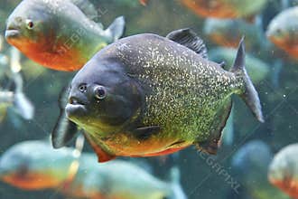 Red piranha (Pygocentrus nattereri)