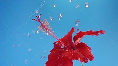 red Hibiscus flower head sprinkled with water on blue background, Slow Motion