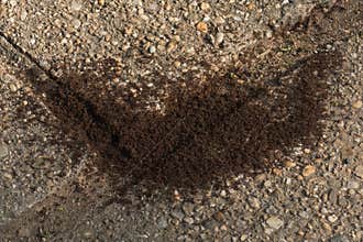 Beautifully Shaped Anthill on a Hot Summer Morning