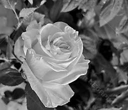 a beautiful bouquet of white roses in the shape of a peony as a gift