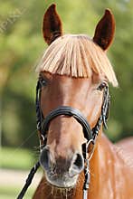 Extreme closeup of a domestic saddle horse on a rural animal farm. Portrait of an angloarabian chestnut colored stallion against