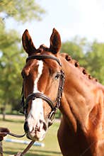 Extreme closeup of a domestic saddle horse on a rural animal farm. Portrait of an angloarabian chestnut colored stallion against