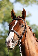 Extreme closeup of a domestic saddle horse on a rural animal farm. Portrait of an angloarabian chestnut colored stallion against