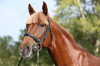 Extreme closeup of a domestic saddle horse on a rural animal farm. Portrait of an angloarabian chestnut colored stallion against