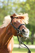 Extreme closeup of a domestic saddle horse on a rural animal farm. Portrait of an angloarabian chestnut colored stallion against